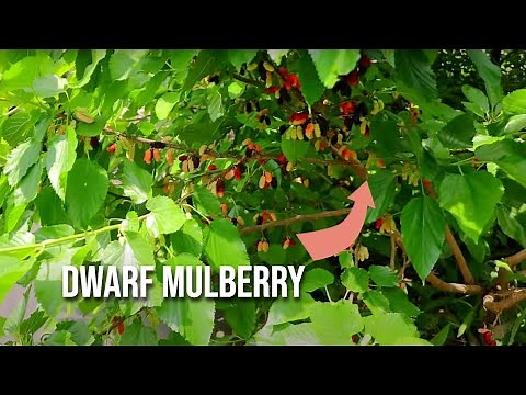 Gerardi Dwarf Mulberry: The Perfect Backyard Fruit Tree