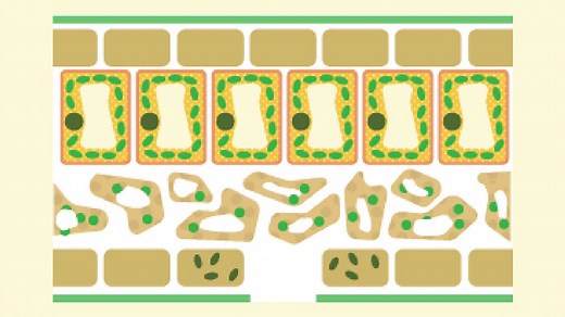 Plant organisation - AQA - GCSE Biology (Single Science) - AQA - Audio - BBC Bitesize