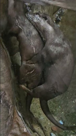 Incredible Zoo Animals – A World of Wonder! 🐘🦓🦜