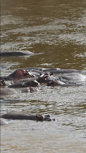 We Found a Giant Hippo Pod in Mara River! 🦛🔥 | Kenya Safari #wildlife #hippo #shorts #masaimara