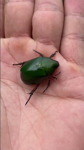 A colorful beetle