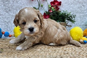 Clement - Havapoo Puppy 9AC70D