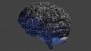 Download A Wireframe Human Brain Rotates for free