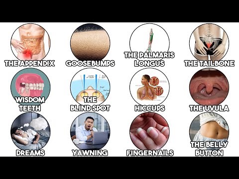 The Human Body’s Weirdest Features Explained