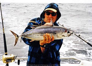 Skipjack Tuna - Katsuwonus pelamis - Powerful barrel-shaped body