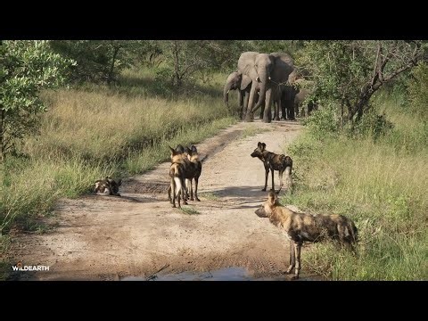Wild dogs versus elephants - SafariLIVE Sunrise - 30 January 2026