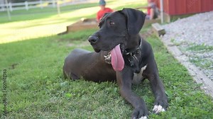 A black great dane laying in the grass as his tongue hangs out with children playing in the background.