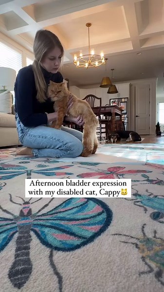 47K views · 2.8K reactions | Afternoon bladder expression with my disabled cat, Cappy. "What does Cappy's bladder feel like, and how do you know when it's empty?" -my most commonly asked question. Here's my best metaphor: Cappy's bladder feels like a water balloon with a hole poked in it. As I squeeze the tiny water balloon, the water slowly dispenses out. The water balloon continues to shrink until all the water is gone. #paresis #youcandoit #disabledcat | Katie Beth Miedaner | Facebook