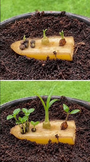 🌱😱 Black Pepper, Cardamom & Clove Miracle Growth! 🔥 #shorts #gardening #plants