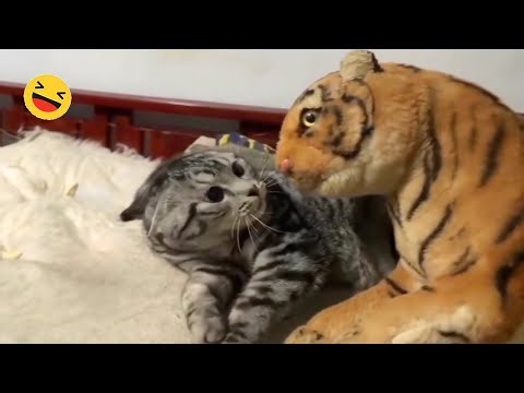 New Funny Animals 🐧 - Funniest CATS And DOGS 😺🐶 2024 - Part 10