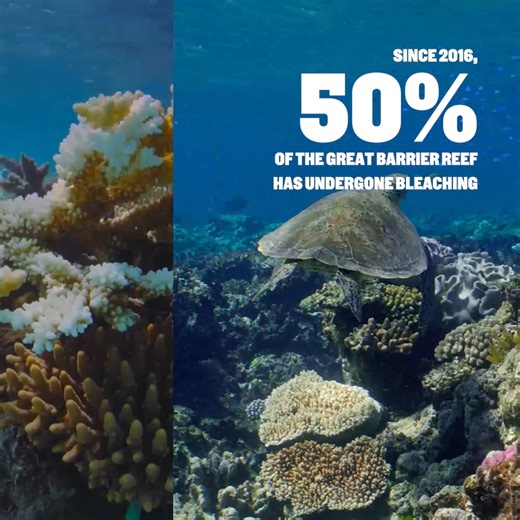 The Great Barrier Reef is iconic because of its beauty, its diversity but most importantly, its scale. This expansive ecosystem is made up of 3000 individual reefs across an area over 2,300 kilometres (1,430 miles) long in an area roughly the size of Italy. Predicting where, when and why coral bleaching and other disturbances will be felt on the Reef is incredibly important to guide decisions about its conservation and management: https://www.barrierreef.org/news/explainers/predicting-coral-blea