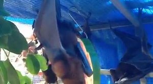 Watch a Little Red Flying Fox giving birth today (Part 1 0f 2) Also...if you like to sponsor this guy, for a one off sponsorship of $70, you get a Sponsorship Certificate, and updates on how your bat is going If you are interested, send an email to dean@deanmorgan.com.au with a receipt showing payment of the $70.00 Thank you for your support! You can pay via Paypal https://www.paypal.com/cgi-bin/webscr?cmd=_donations&business=tt@narrowleaf.com&lc=AU&item_name=Australian Bat Clinic&item_number=Ba