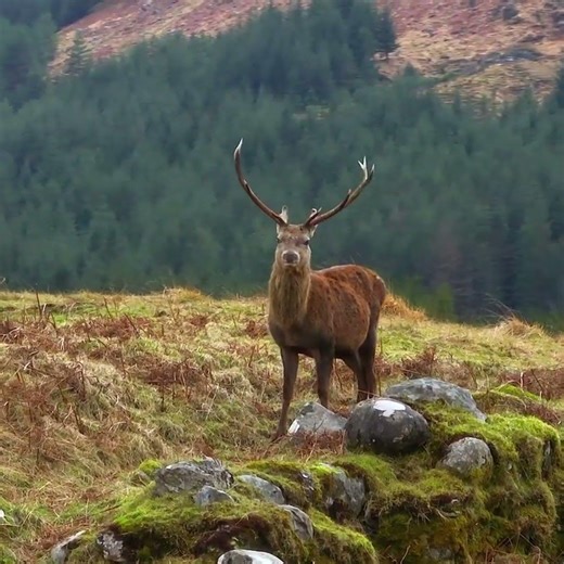 Faeries of Scotland #fairies #scottishfolklore #shorts