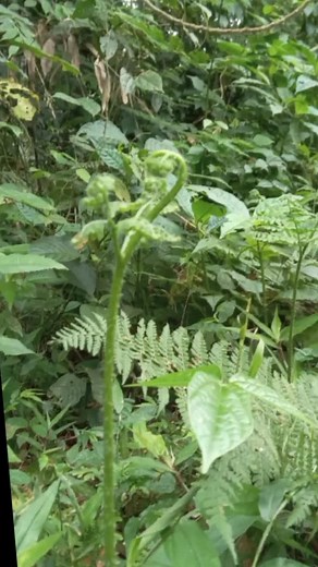 Exploring Diverse Fern Species in a Lush Forest