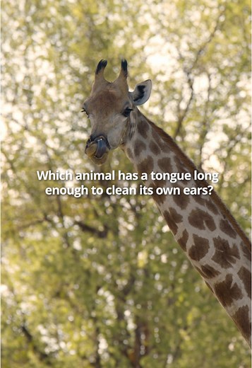 Fascinating Facts About Giraffes and Their Unique Hygiene