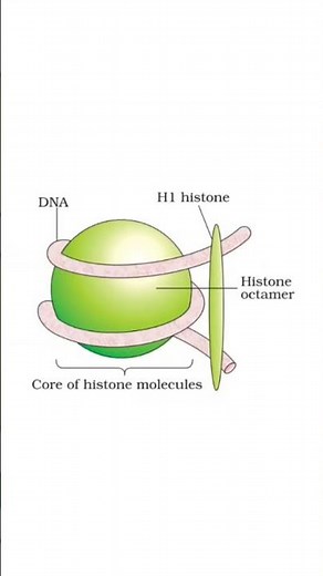 nucleosome diagram