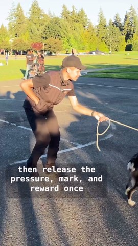 786K views · 15K reactions | STOP LEASH PULLING in 15 minutes ⬇️瑩❌...