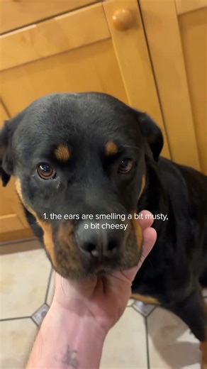 Here’s how to check if your dogs ear problem is a yeast infection #doghealth