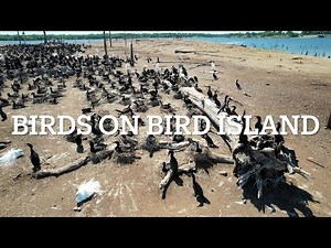 LAKE FORK FLY OVER -BIRDS ON BIRD ISLAND