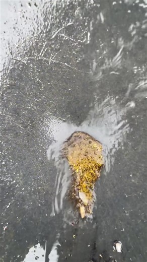 Discovering Rich Gold Dust: Treasure Hunting Tips