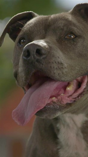 A Tribute To My Best Friend. Junior Millan. Rest In Peace ❤️