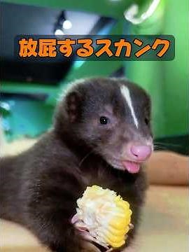 In what situations do skunks fart? #animals #animalproduction #nature