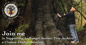 Tree School | Archangel Ancient Tree Archive