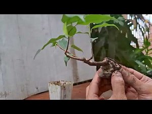 Prunning and Repotting - Ficus Benjamina Bonsai (Mame size)