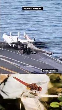 Dragonfly Wings: The Evolution of Flight