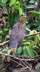 Hoatzin 💩 The Bird That Smells Like Poop?! #hoatzin #bird #birds #birdlovers #birdlover #braziliananimals #birdsofinstagram #weirdcreatures #bizarrecreatures #wildanimals | 1 Minute Animals