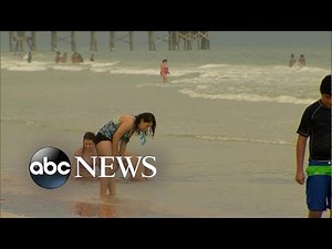 Jellyfish scares prompt new warning for beachgoers