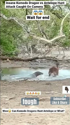 Komodo Dragon's Venomous Bite: How It Kills Its Prey