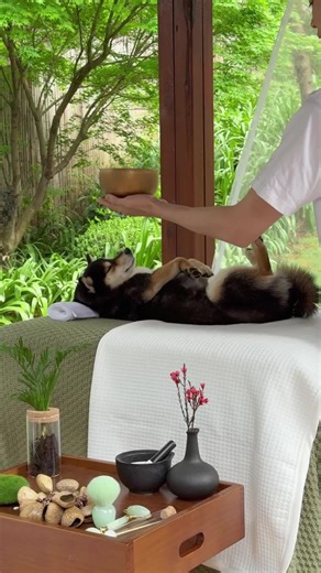 Happy Weekend! Relax with Manyu & Xiaobai in this 9-Min Outdoor SPA#littlemanyu #shibainu #westie #manyuland #cute #spa #asmr #dogsoftiktok