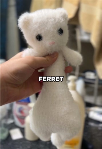 Albino Ferret: The Cuddly Craze