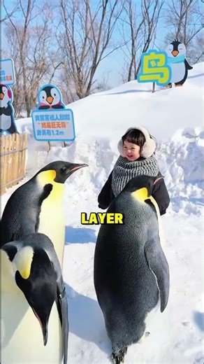 NEVER Touch a Penguin! ⚠️ The Secret Reason Why Human Contact is Deadly 🐧