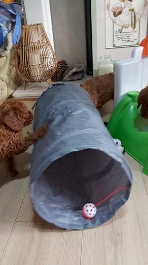 F1b toy cavapoo life #cavapoos #f1bcavapoo #cavapoopuppy #cavapoo #puppies | Cavapoo puppies Yorkshire