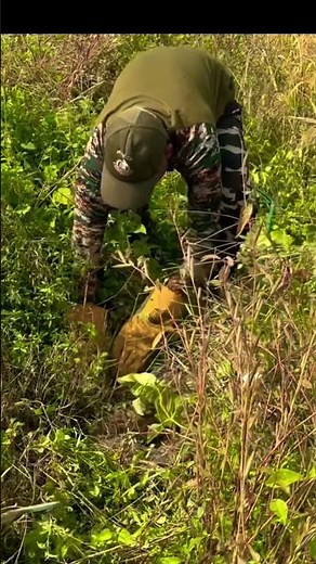 ￼ big python rescue