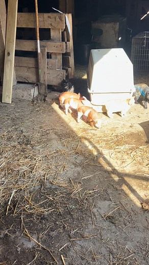 35 reactions | #Piglets #pigs #piglet #pig | Roth Family Farms new 2023 | Facebook