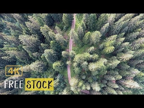 Path Running Through the Forest [4K] | Free Drone Footage