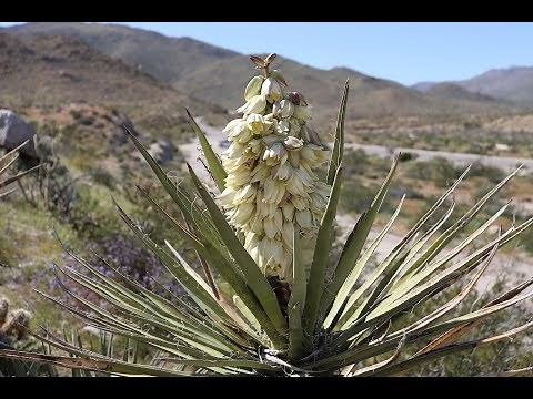 Yucca schidigera (Mojave yucca) and Yucca baccata var. baccata (banana yucca)
