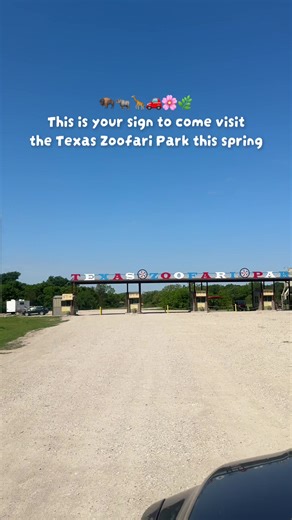 Sunshine, animals, and a little safari adventure is good for the soul! ☀️🦬🌿 #TexasZoofariPark #DriveThruSafari #ThingsToDoInDFW #Texas #DFW