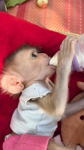 #jonnymonkeycute #monkeyreels #monkeyseemonkeydo #monkeysofinstagram #skateboarder #cutemonkeyreel #BestPhotographyChallenge #cutemonkey #jonnymonkey #Monkeyreels #cutereels #monkeyfun #beginner #funtimes #bestphotochallenge #bestphotographychallengeio #picturechallenge #photo #challenge #photoeditingchallenge #challengechallengetodayaaa #smartmonkey #challengechallengetodayaaatodaystodaytoday #challengechallengetodayaaatodaystoday | Jonny Monkey