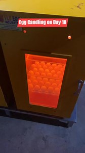 36K views · 434 reactions | Egg Candling #fbreelsfypシ゚viralシ #fbreelsfypシ゚ #everyonehighlights #noanimalswereharmedinthisvideo | Super Andrei TV | Facebook