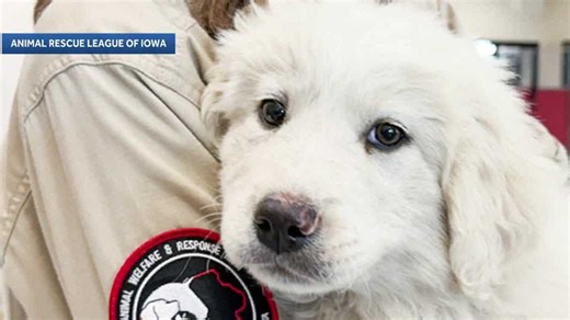 Animal Rescue League of Iowa rescues 23 dogs from neglect