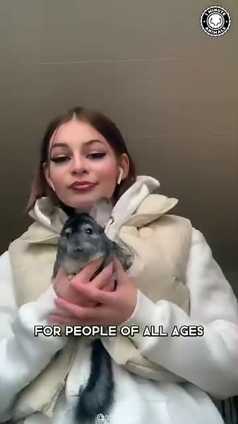 40K views · 653 reactions | Chinchilla  The Fluffiest Pet Ever! | 1...