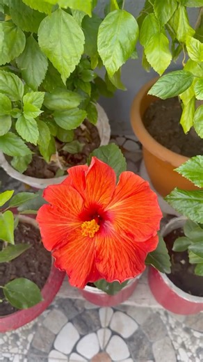 Hibiscus Plant Benefits | Leaves, Flowers & Buds for Health & Gardening #hibiscusplant #benefits