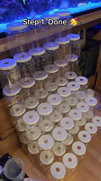 Here's a quick update of what I have been up to. Planning and executing a betta rack system. Will have more detailed videos about this build#bettatok #fyp #bettafrys #bettabreeder #fishtok #betta #freshwater #bettarack