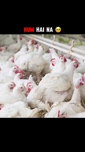 MERE LIYE KON JAN DEGA | Bodybuilder Ariyen