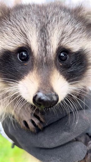 Adorable Baby Raccoon Up Close in the Wild
