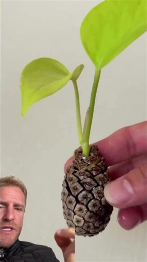 As Floriculturas não querem que você descubra isso..
